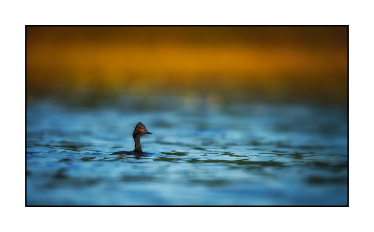 lumieres-et-couleurs/035-oiseaux-de-la-dombes/edition-ouverte/fr/74-oiseaux-de-la-dombes-2082-169C