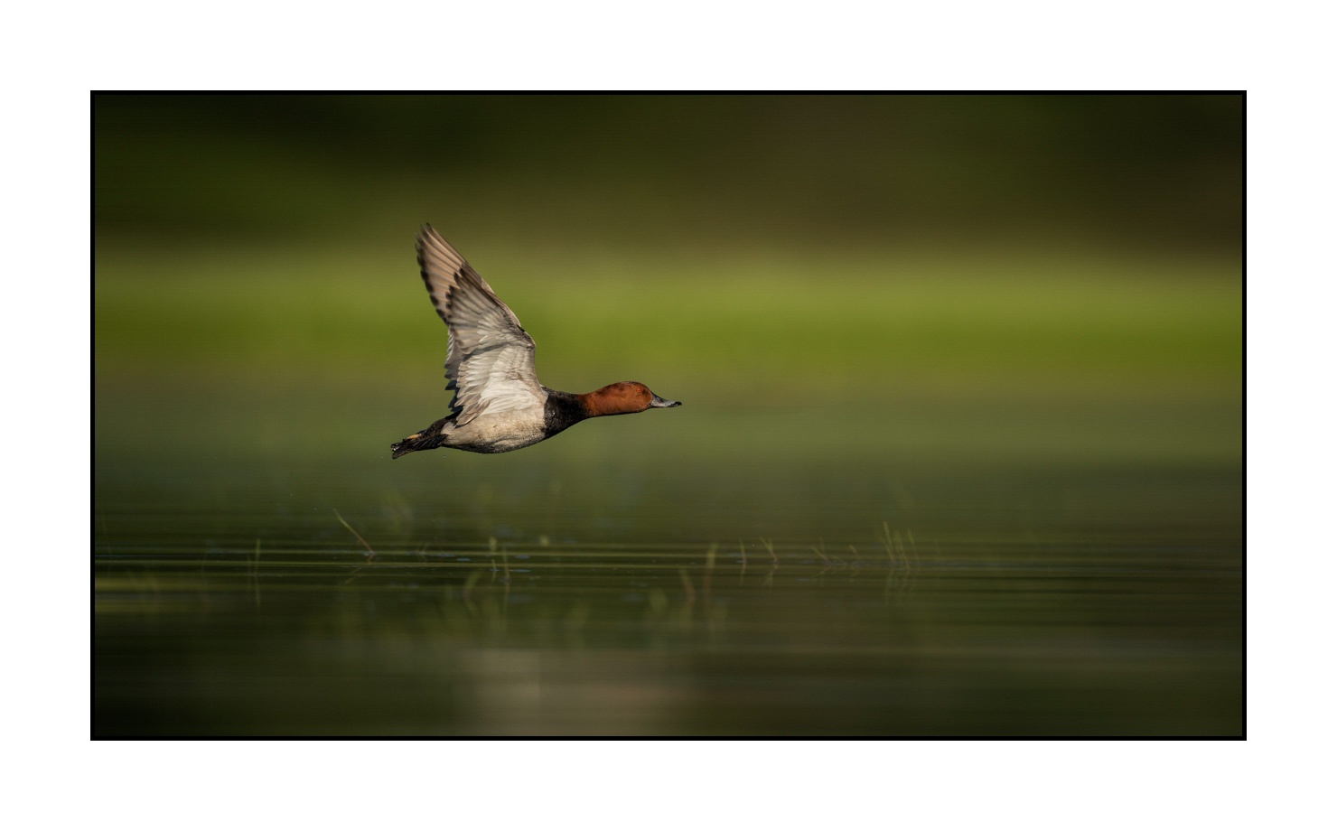 lumieres-et-couleurs/035-oiseaux-de-la-dombes/en/10-birds-of-la-dombes-160528DOMWIL1294C