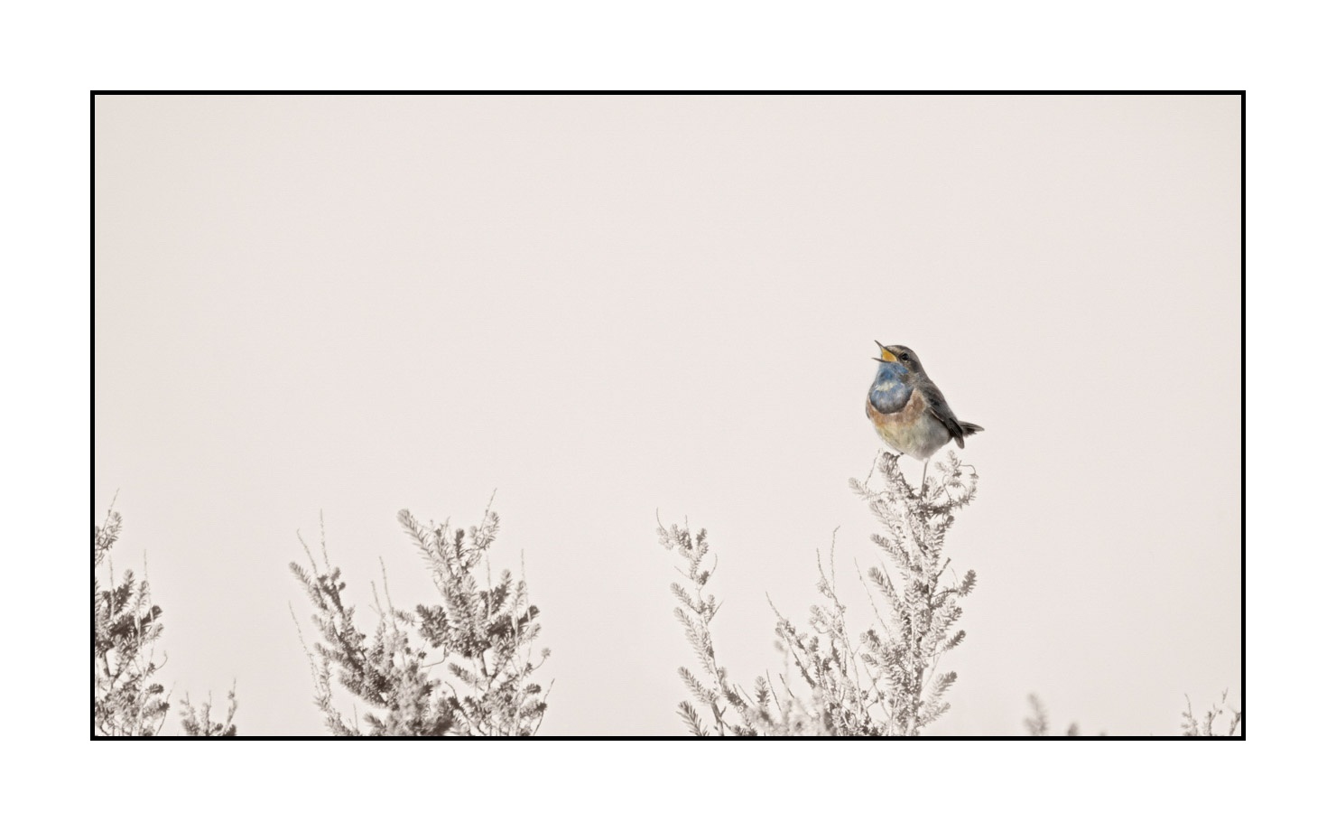 lumieres-et-couleurs/036-gorgebleues-a-miroir/en/02-bluethroat-210417CHAGBM0185C