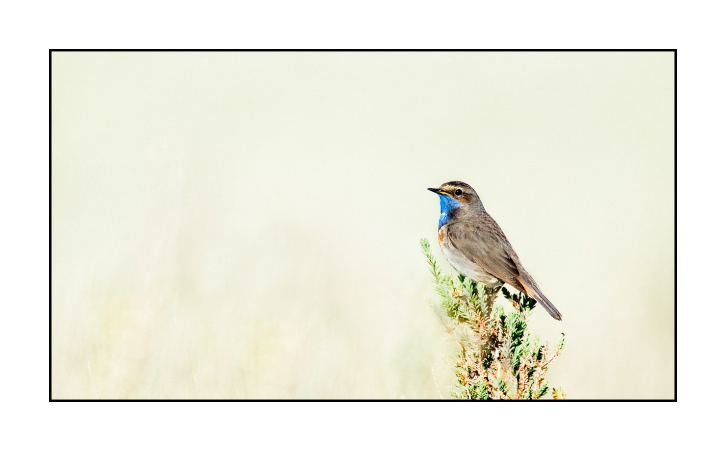 lumieres-et-couleurs/036-gorgebleues-a-miroir/en/06-bluethroat-210417CHAGBM0334C