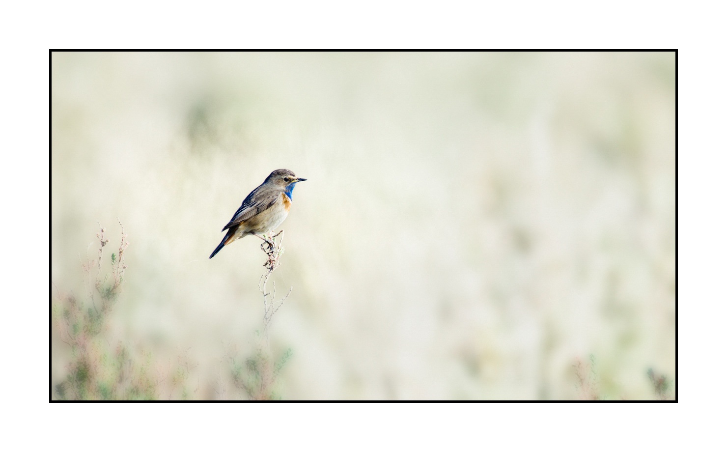 lumieres-et-couleurs/036-gorgebleues-a-miroir/en/07-bluethroat-210417CHAGBM0351C