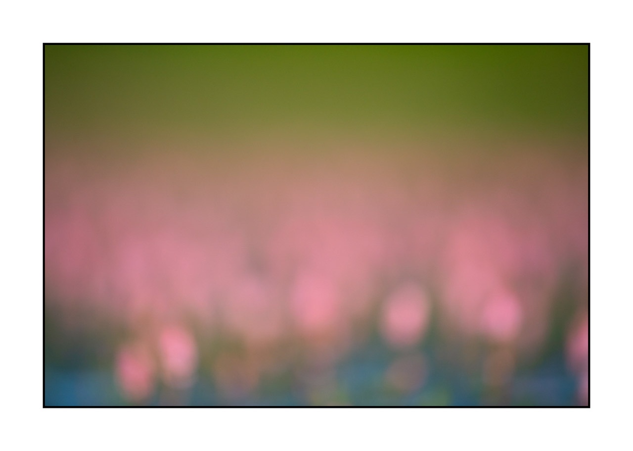 lumieres-et-couleurs/042-jardins-aquatiques/fr/01-jardin-aquatique-220517DOMCON0234C