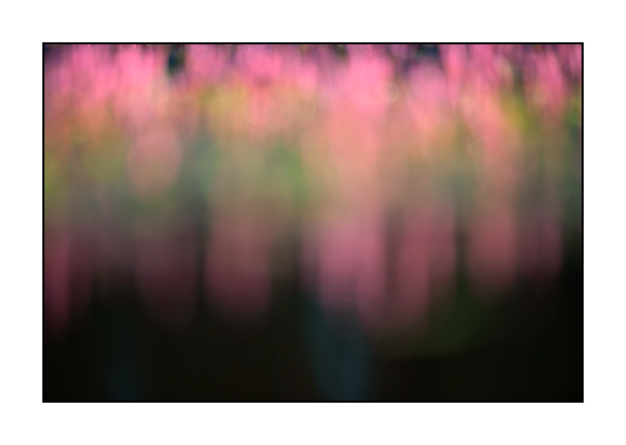lumieres-et-couleurs/042-jardins-aquatiques/fr/06-jardin-aquatique-220517DOMCON0286C