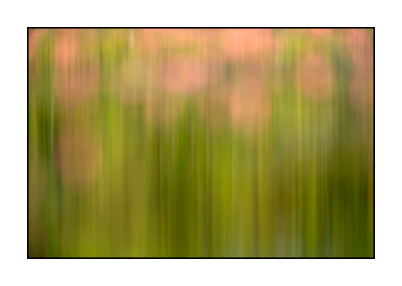 lumieres-et-couleurs/042-jardins-aquatiques/fr/07-jardin-aquatique-220517DOMCON0493C