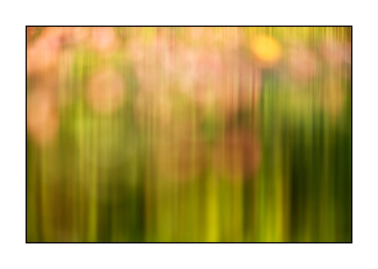 lumieres-et-couleurs/042-jardins-aquatiques/fr/08-jardin-aquatique-220517DOMCON0499C