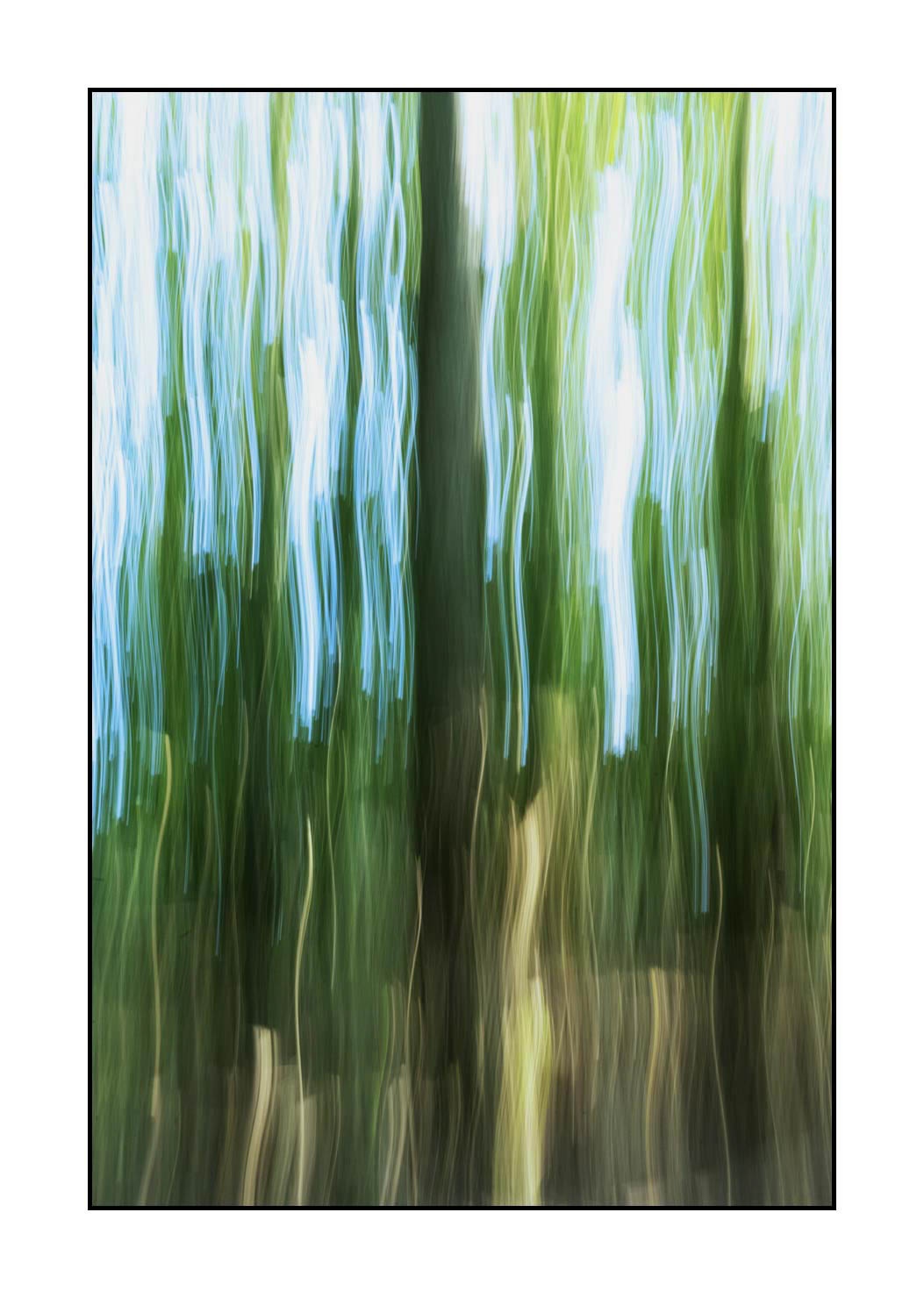 lumieres-et-couleurs/045-la-danse-des-arbres/fr/06-la-danse-des-arbres-1659-32C