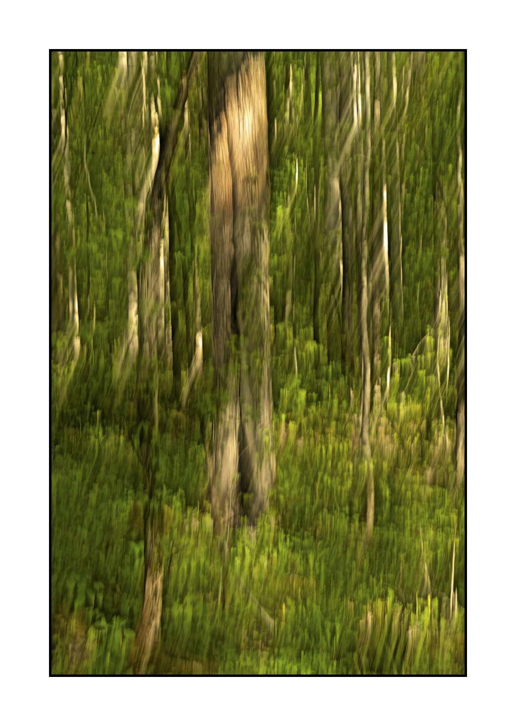 lumieres-et-couleurs/045-la-danse-des-arbres/fr/11-la-danse-des-arbres-1827-32C