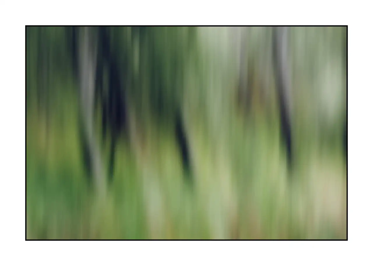 lumieres-et-couleurs/067-les-ames-des-sous-bois/fr/10-arbre-en-couleur-flou-style-impression-2338-32I