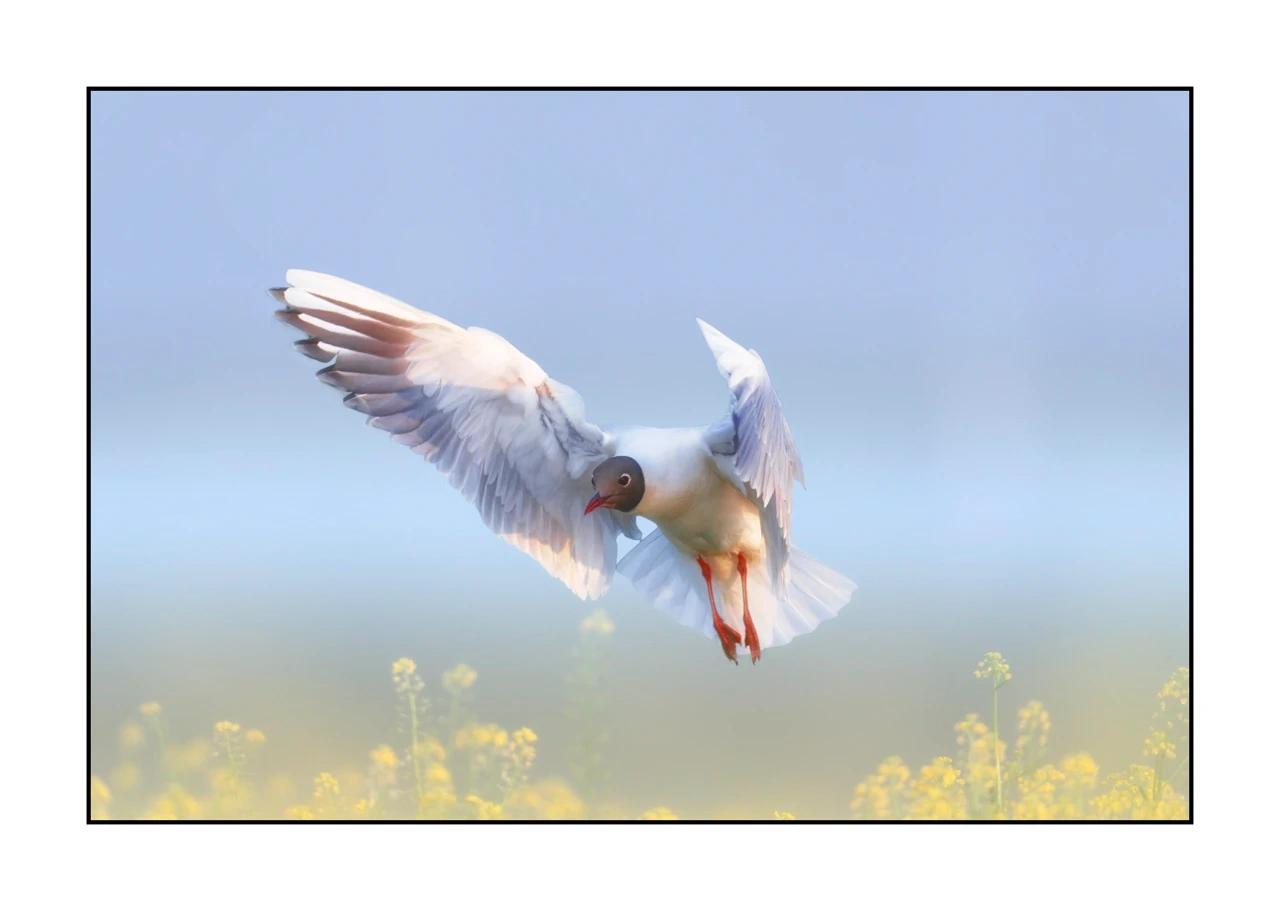 lumieres-et-couleurs/069-oiseaux-en-pastel/edition-limitee/en/02-bird-dombes-in-pastel-2475-32C