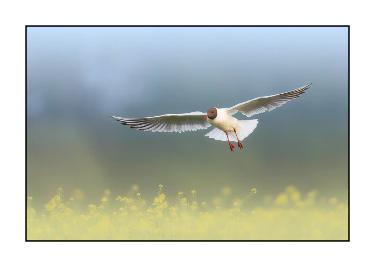 lumieres-et-couleurs/069-oiseaux-en-pastel/edition-limitee/en/03-bird-dombes-in-pastel-2476-32C