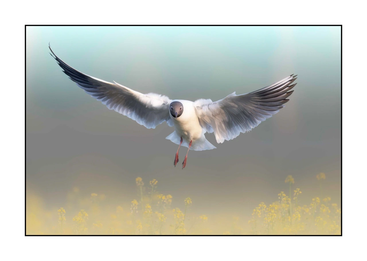 lumieres-et-couleurs/069-oiseaux-en-pastel/edition-limitee/en/04-bird-dombes-in-pastel-2477-32C