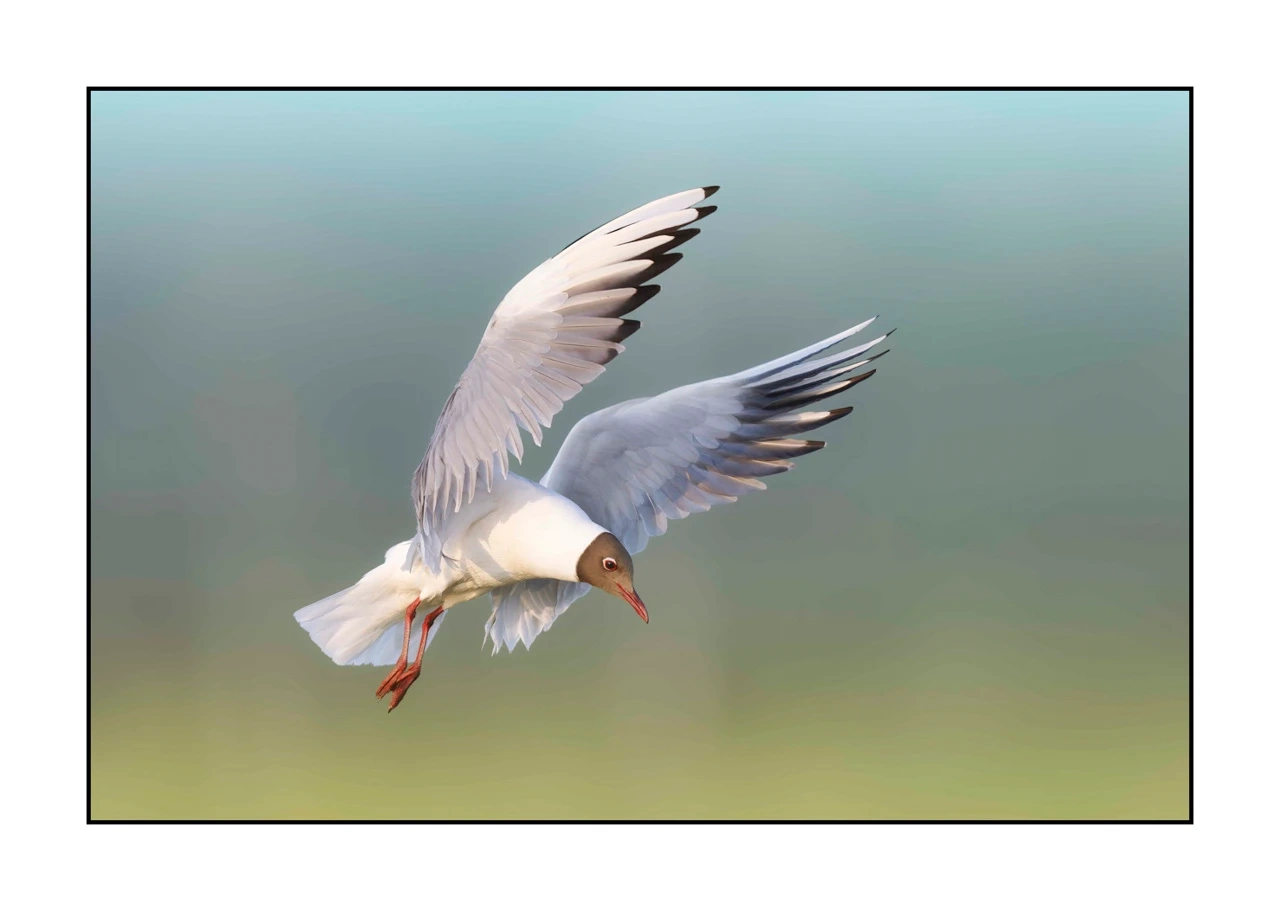 lumieres-et-couleurs/069-oiseaux-en-pastel/edition-limitee/fr/01-oiseau-dombes-en-pastel-2474-32C