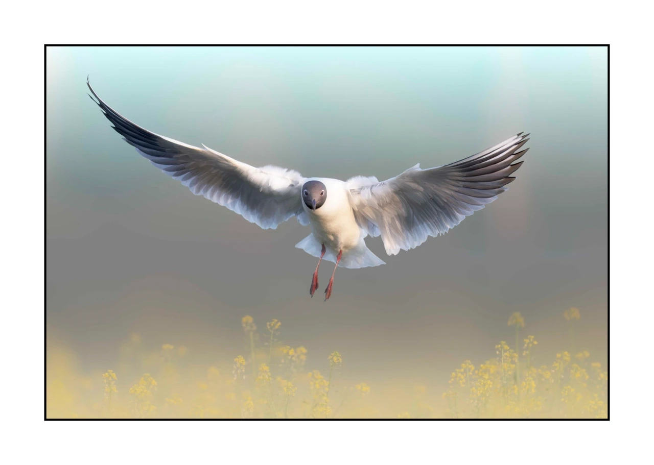 lumieres-et-couleurs/069-oiseaux-en-pastel/edition-limitee/fr/04-oiseau-dombes-en-pastel-2477-32C