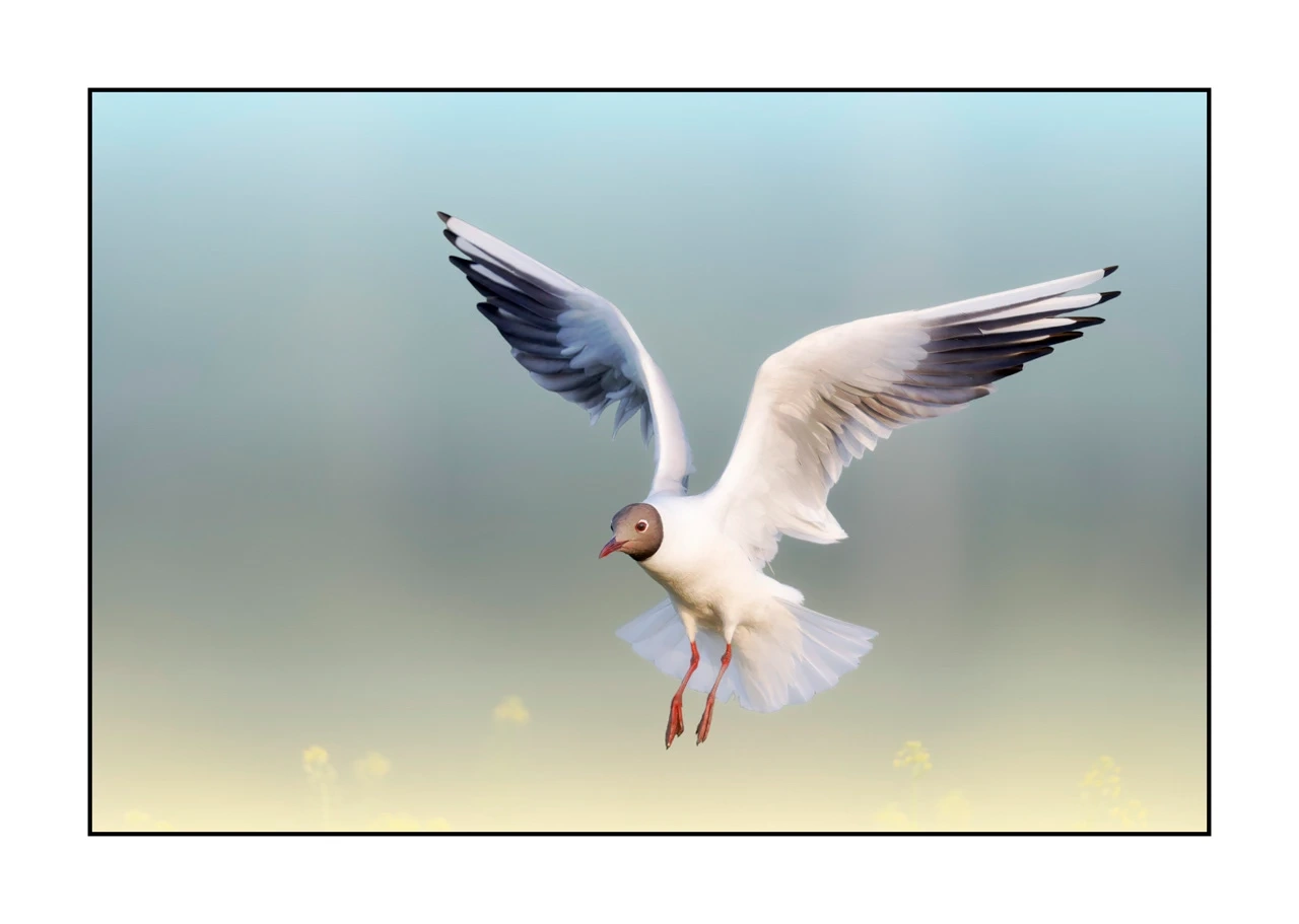 lumieres-et-couleurs/069-oiseaux-en-pastel/edition-limitee/fr/05-oiseau-dombes-en-pastel-2478-32C