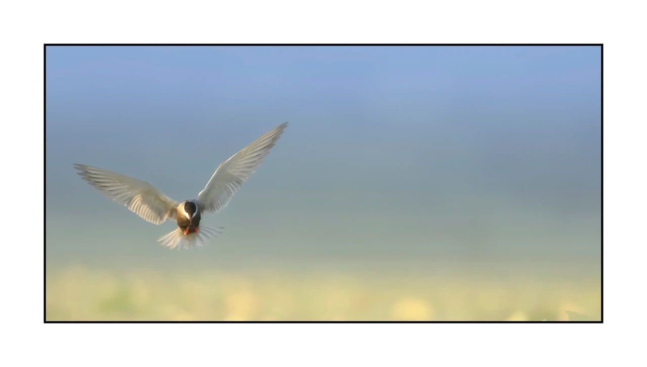 lumieres-et-couleurs/069-oiseaux-en-pastel/edition-limitee/fr/06-oiseau-dombes-en-pastel-2479-21C