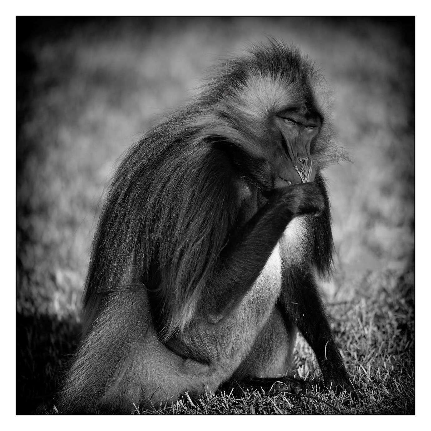 nuances-de-noirs-et-de-blancs/003-geladas/fr/02-160213ETHANI0104