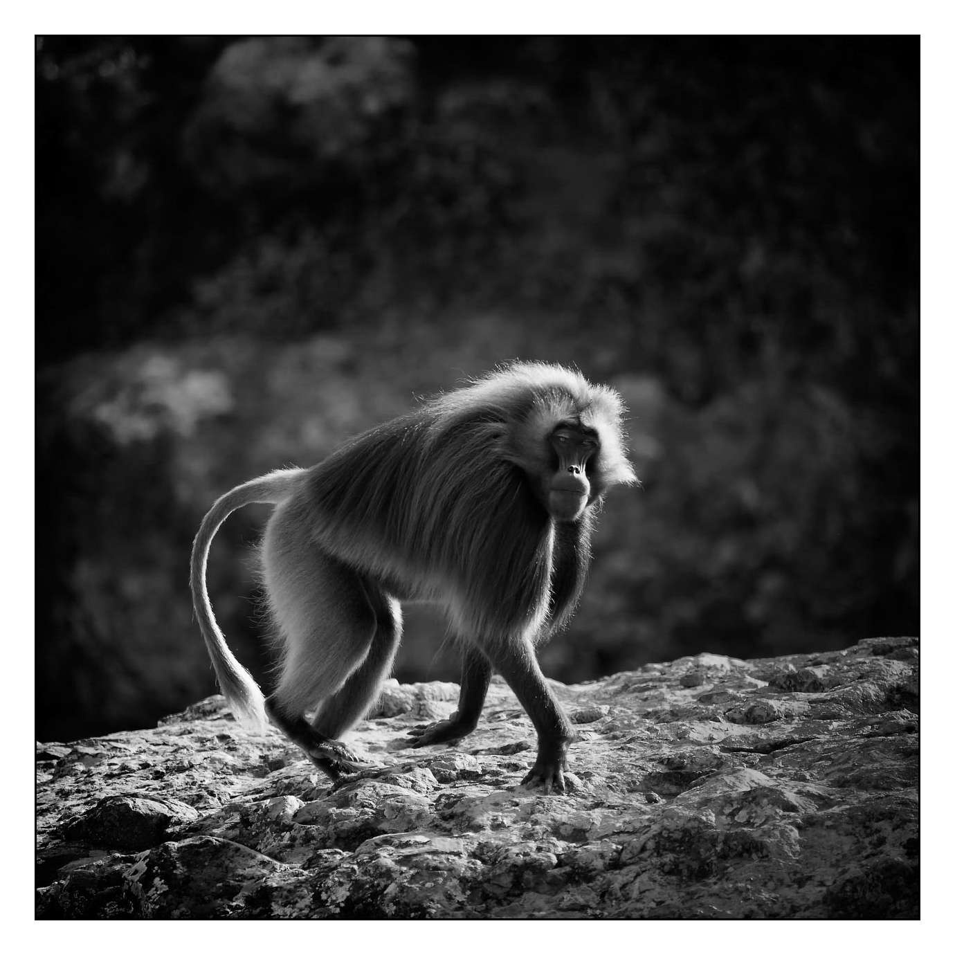 nuances-de-noirs-et-de-blancs/003-geladas/fr/04-160213ETHANI0003