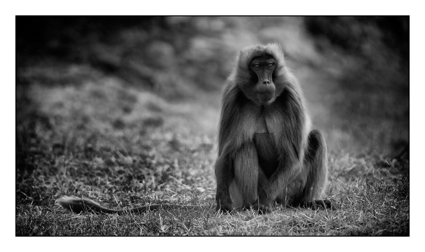 nuances-de-noirs-et-de-blancs/003-geladas/fr/10-160213ETHANI0039