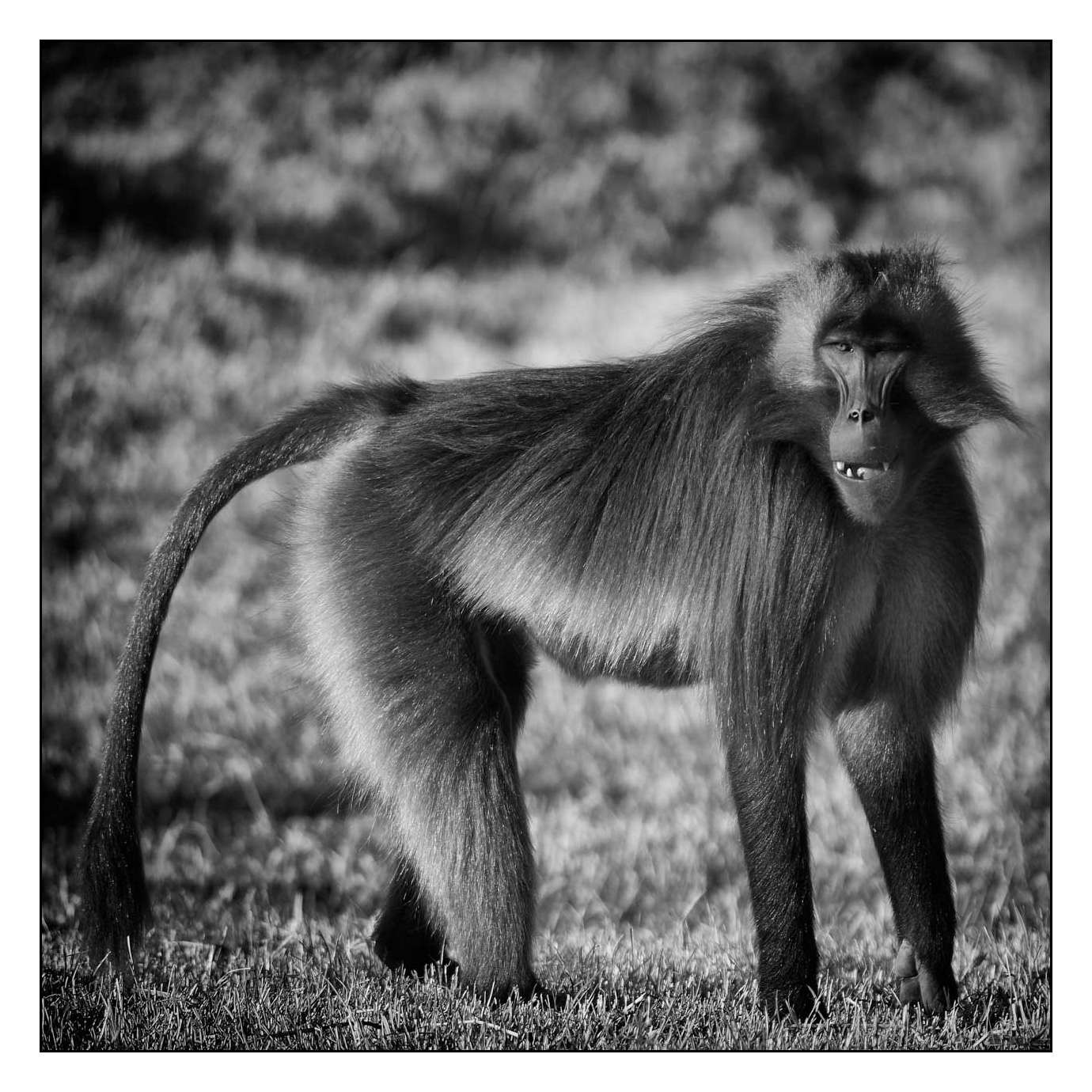 nuances-de-noirs-et-de-blancs/003-geladas/fr/13-160213ETHANI0093