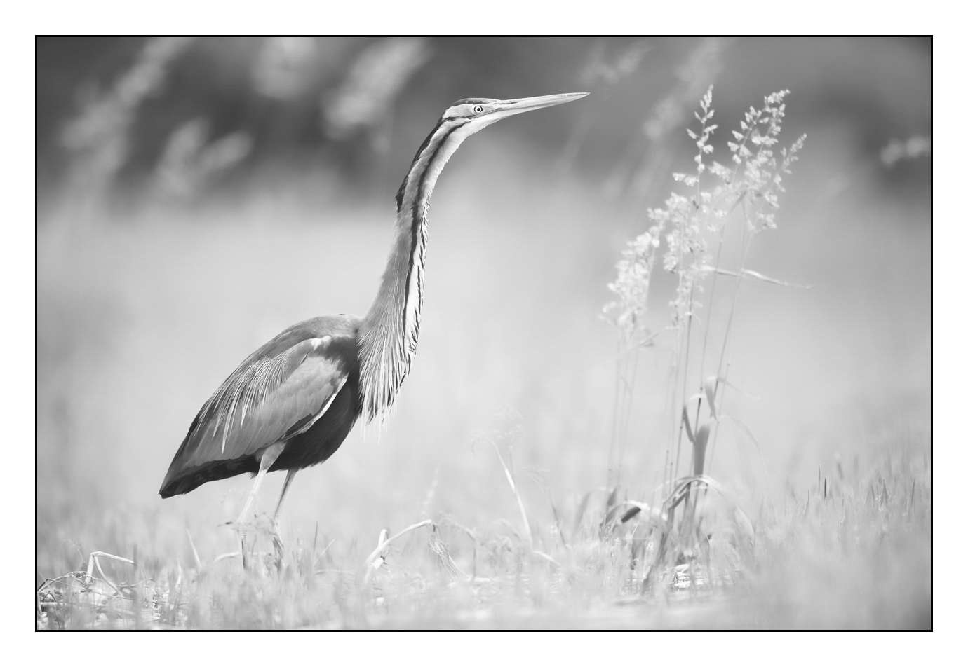 nuances-de-noirs-et-de-blancs/005-herons-pourpres/fr/01-160528DOMWIL0080