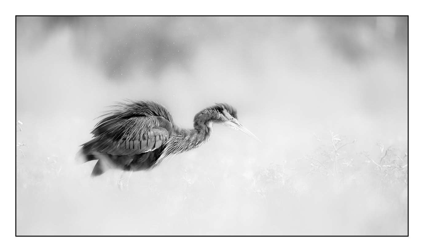 nuances-de-noirs-et-de-blancs/005-herons-pourpres/fr/02-160528DOMWIL0213