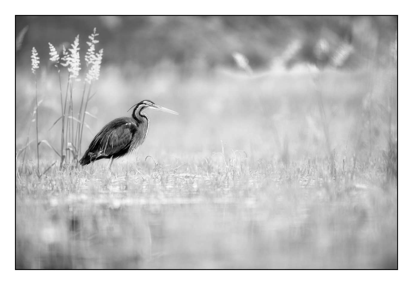 nuances-de-noirs-et-de-blancs/005-herons-pourpres/fr/03-160528DOMWIL0030