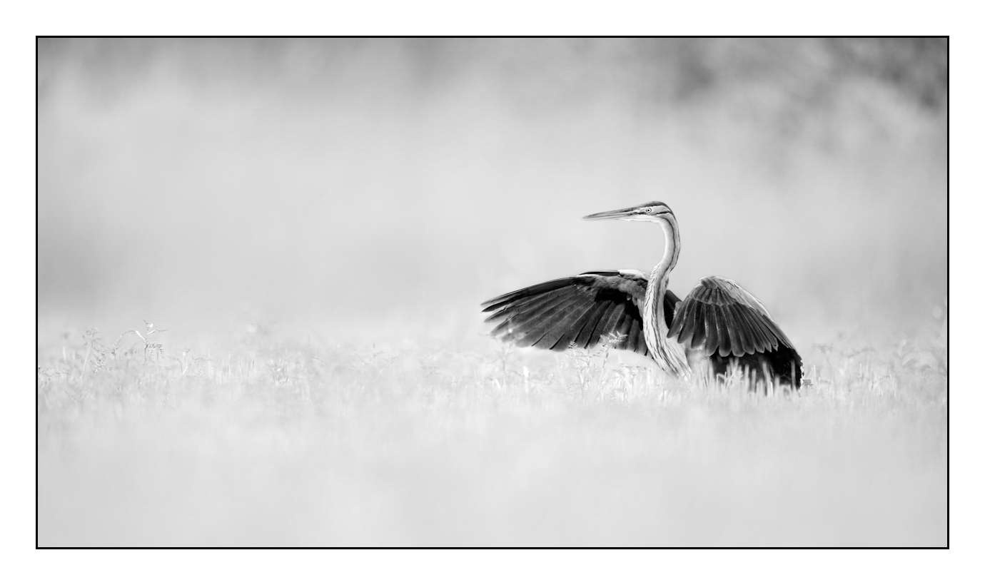 nuances-de-noirs-et-de-blancs/005-herons-pourpres/fr/04-160528DOMWIL0171