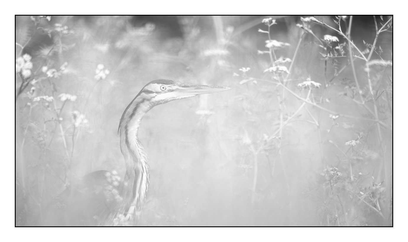 nuances-de-noirs-et-de-blancs/005-herons-pourpres/fr/06-160528DOMWIL0269