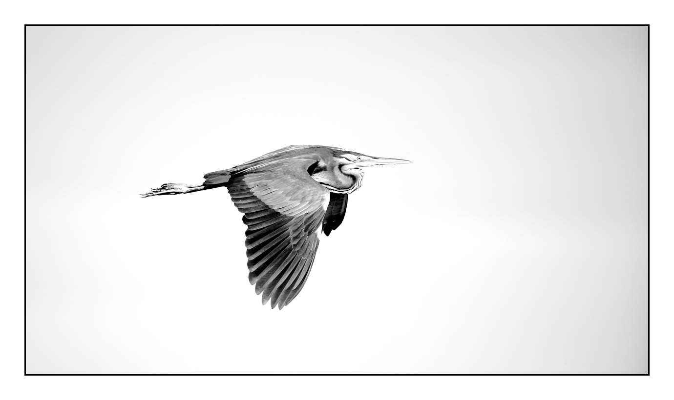 nuances-de-noirs-et-de-blancs/005-herons-pourpres/fr/07-160528DOMWIL0002