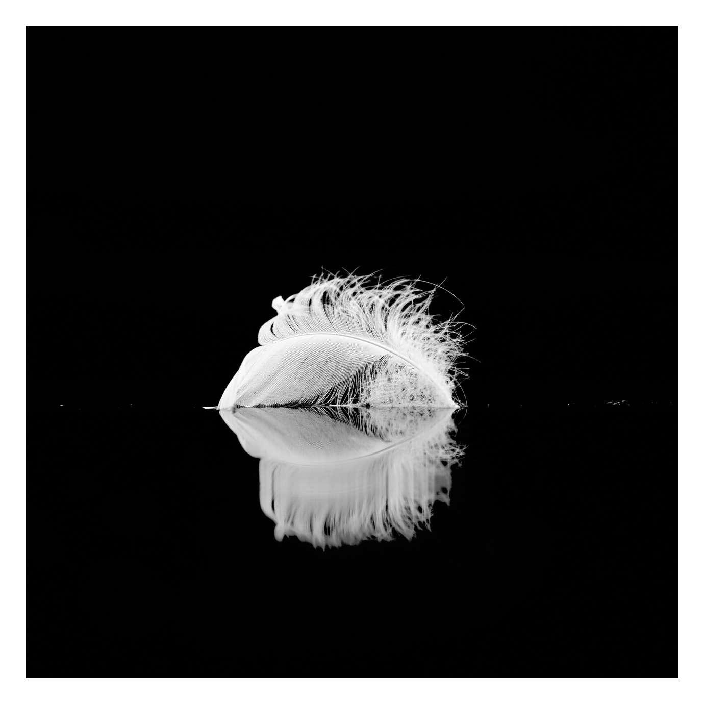 nuances-de-noirs-et-de-blancs/006-douceur/fr/01-170604DOMWLD2483B