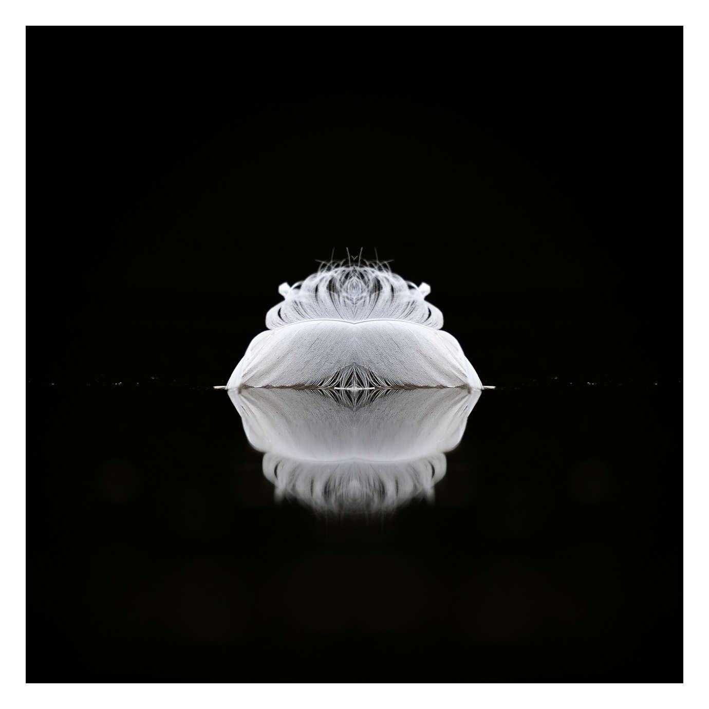 nuances-de-noirs-et-de-blancs/006-douceur/fr/04-170604DOMWLD2487B