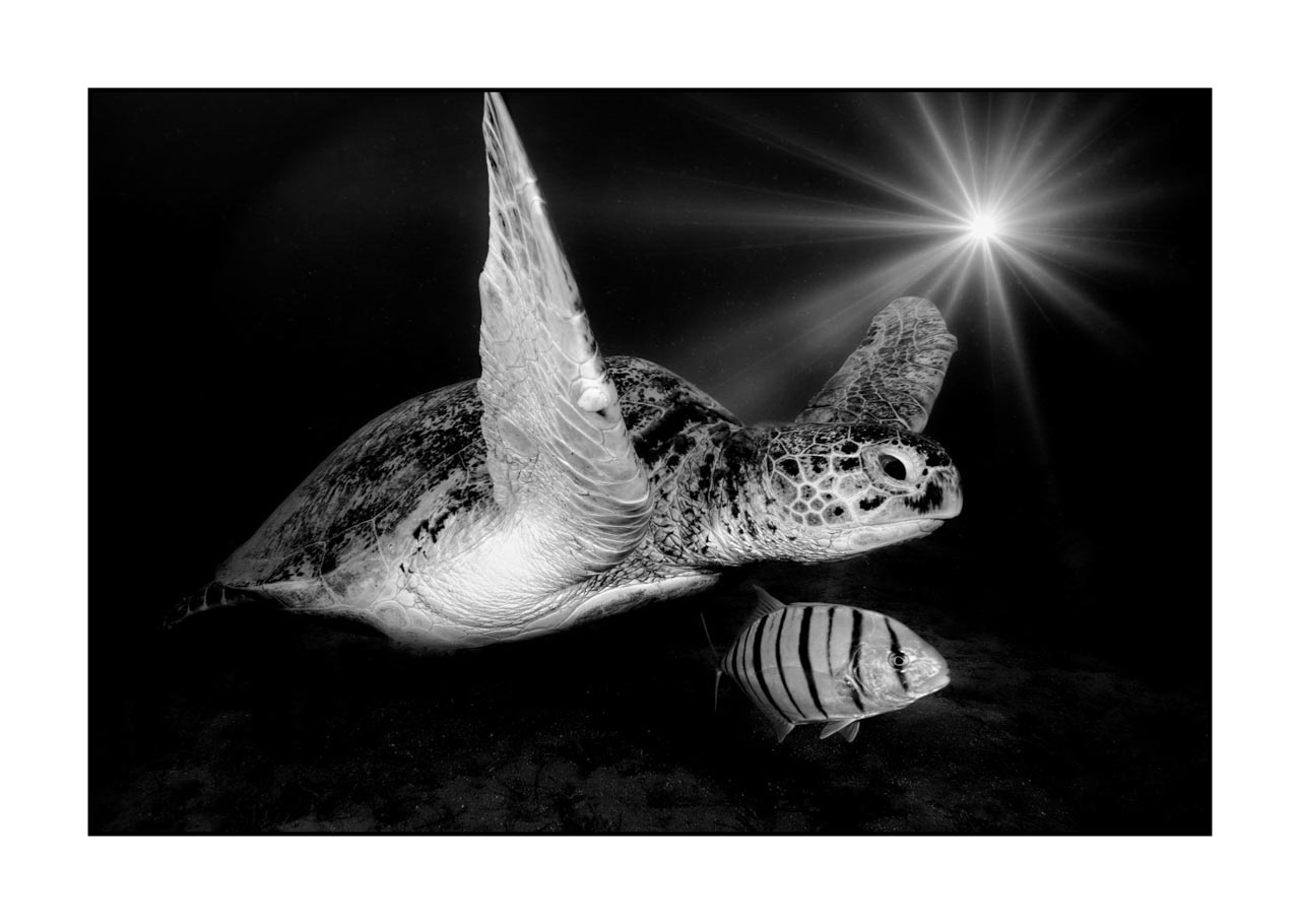 nuances-de-noirs-et-de-blancs/007-rencontres-abyssales/en/01-abyssal-encounters-in-black-and-white-120505EGYMSH0419B