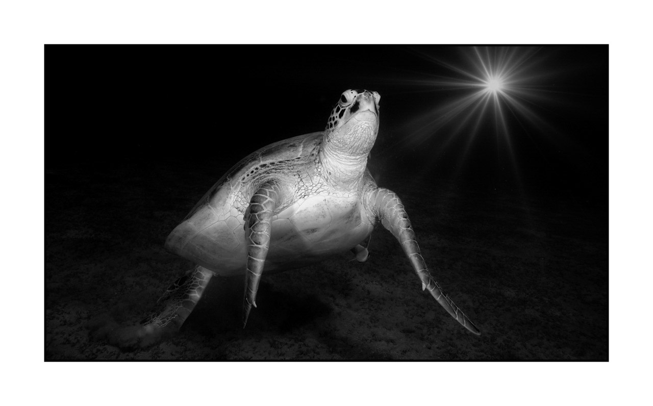 nuances-de-noirs-et-de-blancs/007-rencontres-abyssales/en/02-abyssal-encounters-in-black-and-white-121006EGYMSH0508B