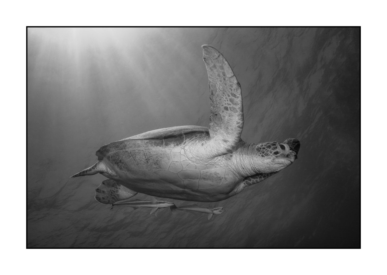 nuances-de-noirs-et-de-blancs/007-rencontres-abyssales/en/04-abyssal-encounters-in-black-and-white-120505EGYMSH0462B