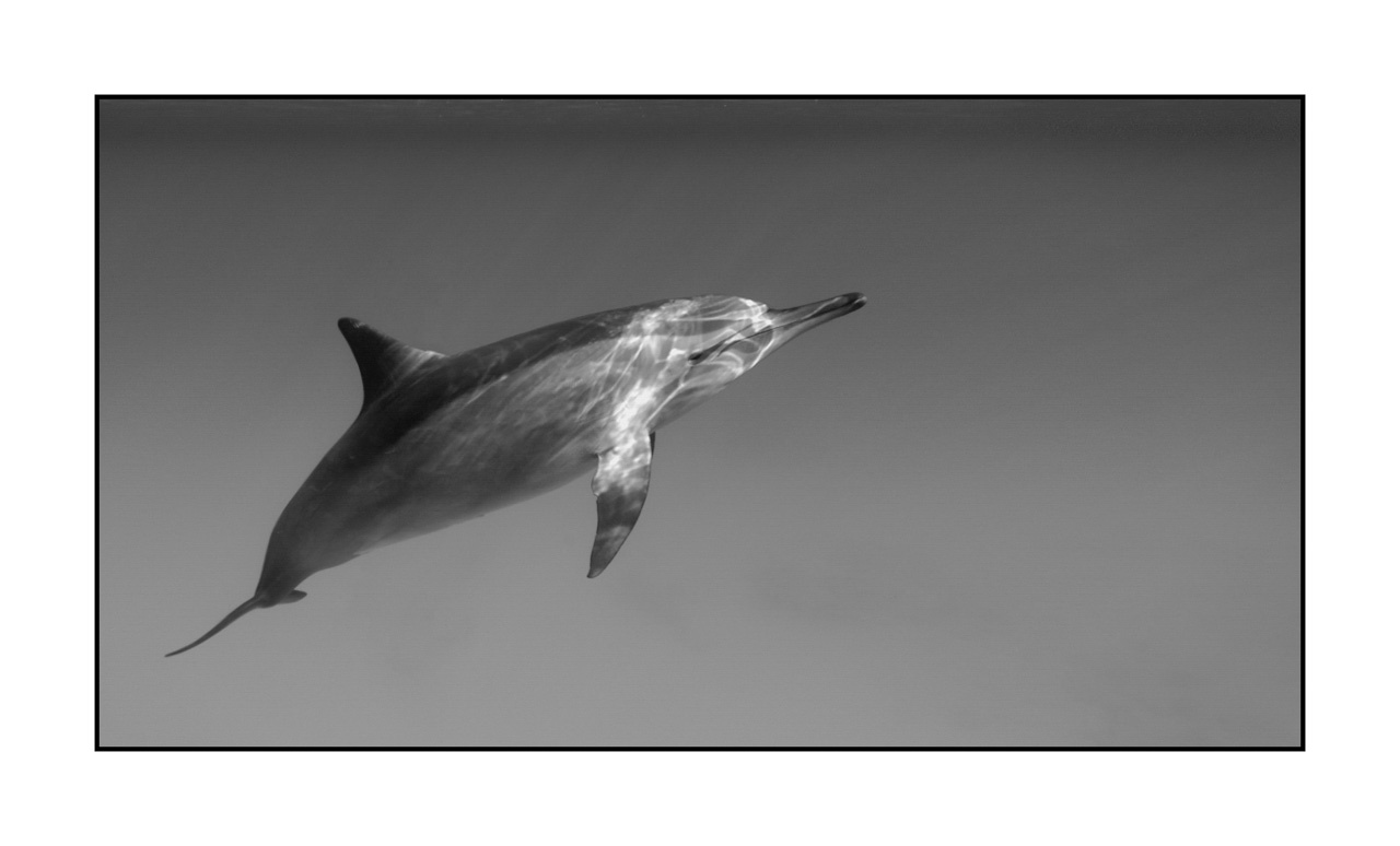 nuances-de-noirs-et-de-blancs/007-rencontres-abyssales/en/08-abyssal-encounters-in-black-and-white-140906EGYSJO0596B