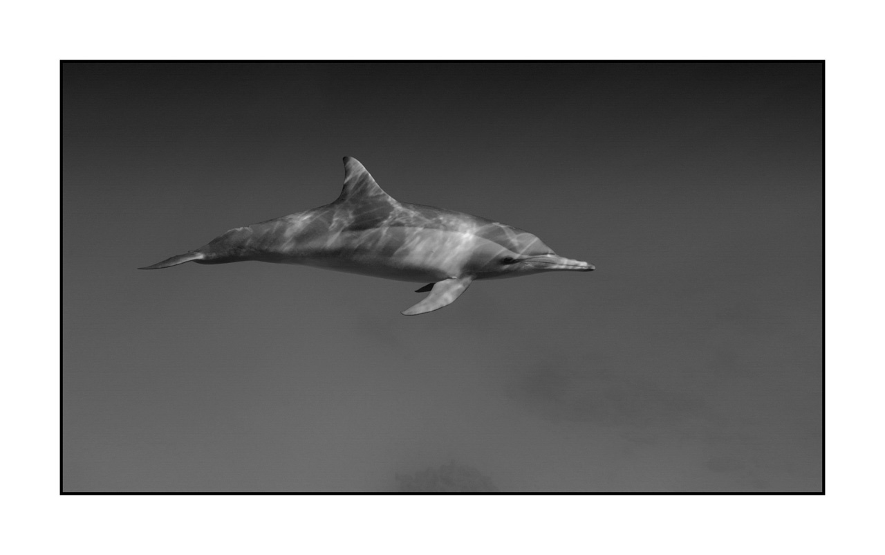 nuances-de-noirs-et-de-blancs/007-rencontres-abyssales/en/09-abyssal-encounters-in-black-and-white-140906EGYSJO0600B