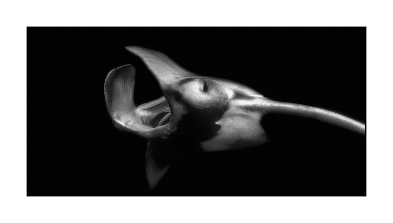 nuances-de-noirs-et-de-blancs/007-rencontres-abyssales/en/10-abyssal-encounters-in-black-and-white-150411MAL0255B
