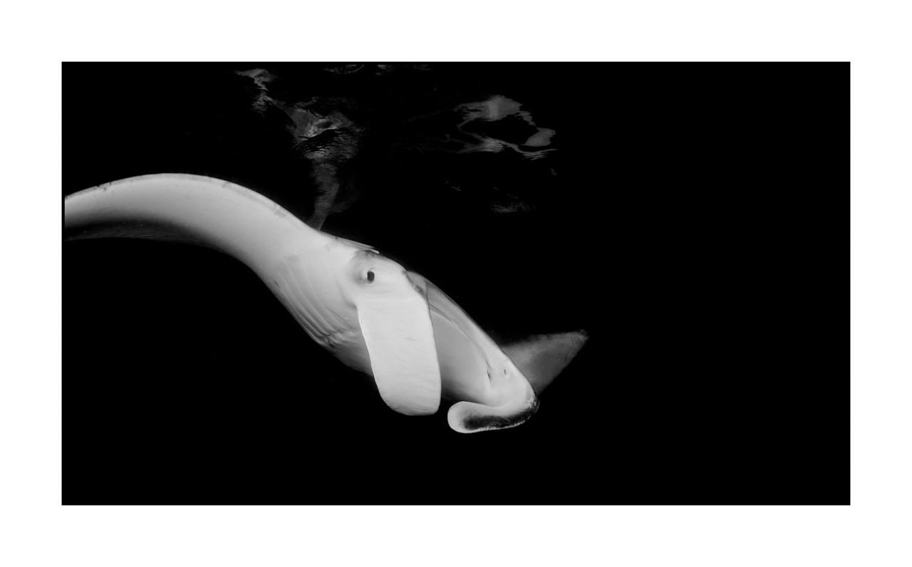 nuances-de-noirs-et-de-blancs/007-rencontres-abyssales/en/13-abyssal-encounters-in-black-and-white-130323MAL1178B