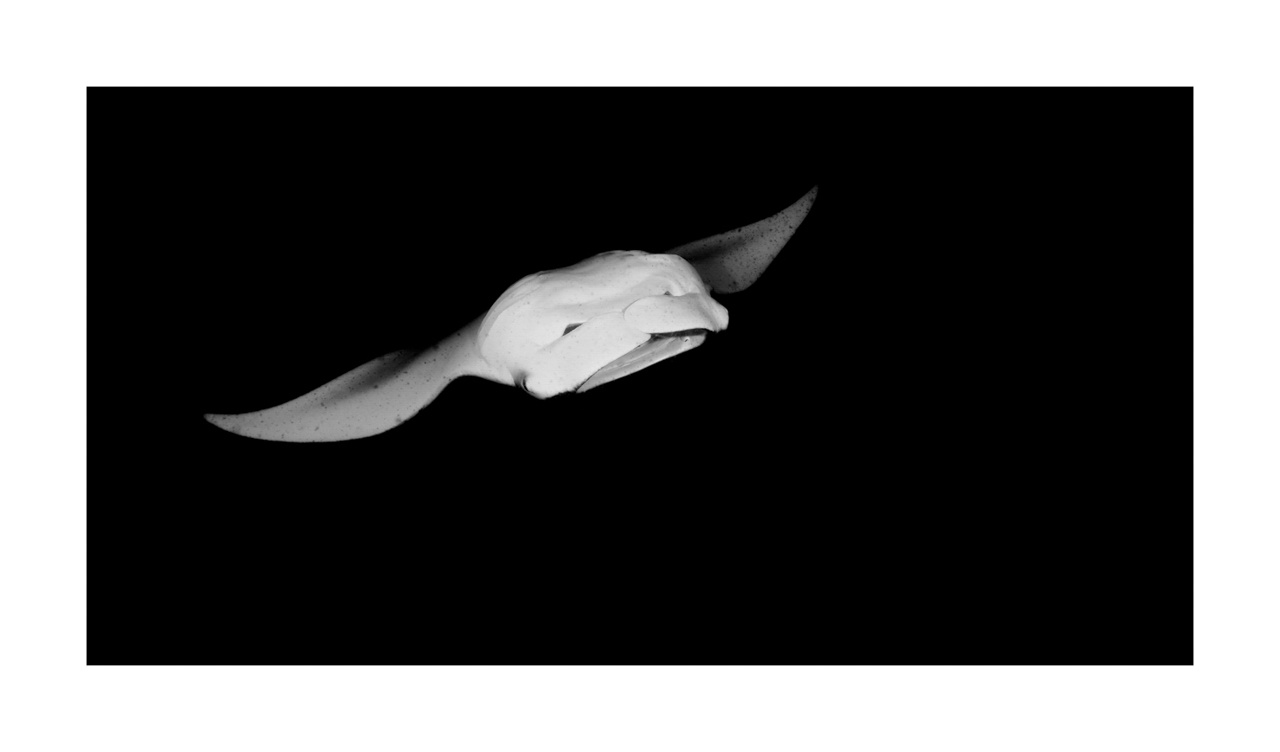 nuances-de-noirs-et-de-blancs/007-rencontres-abyssales/en/14-abyssal-encounters-in-black-and-white-130323MAL1218B