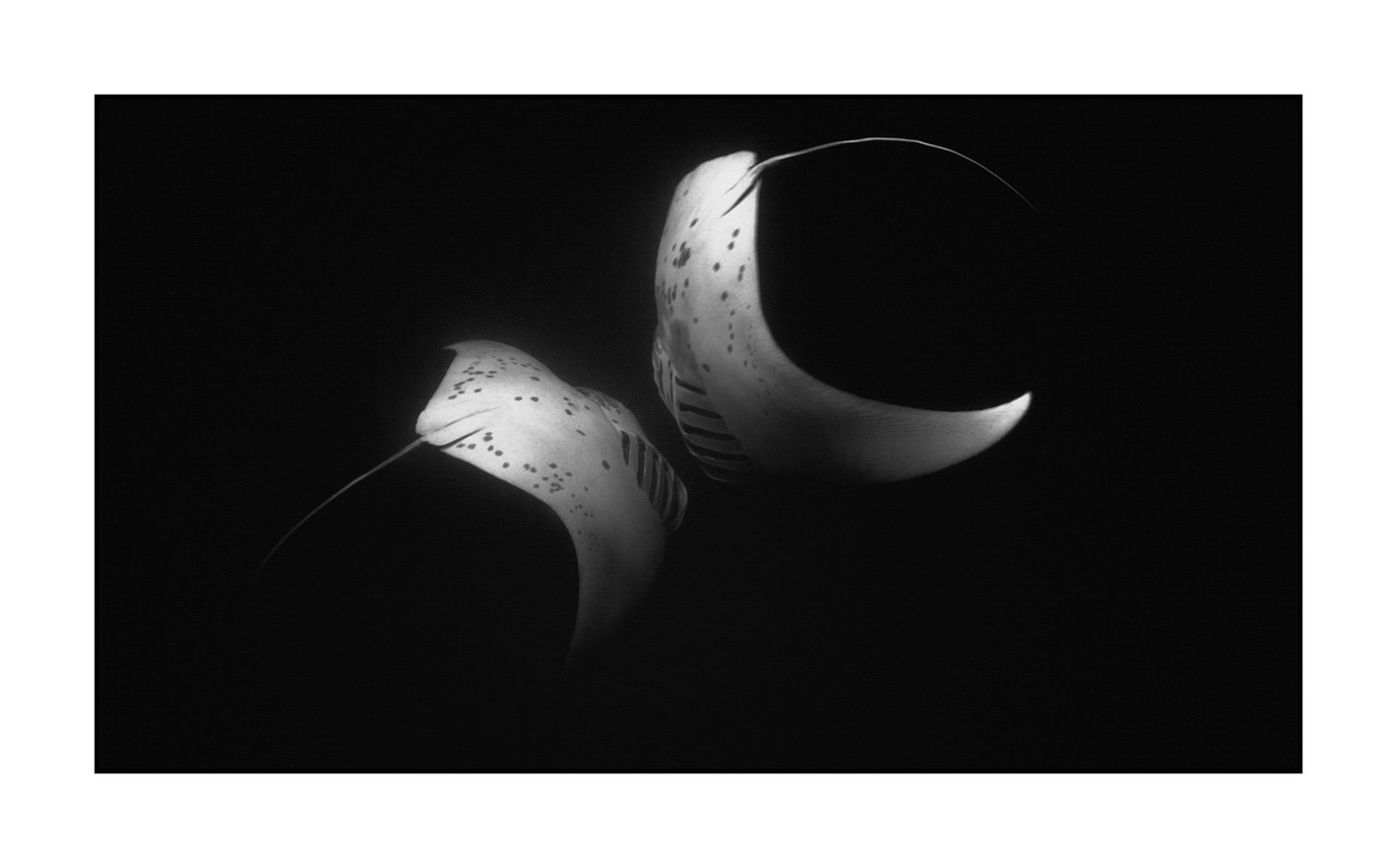 nuances-de-noirs-et-de-blancs/007-rencontres-abyssales/en/17-abyssal-encounters-in-black-and-white-130323MAL1286B