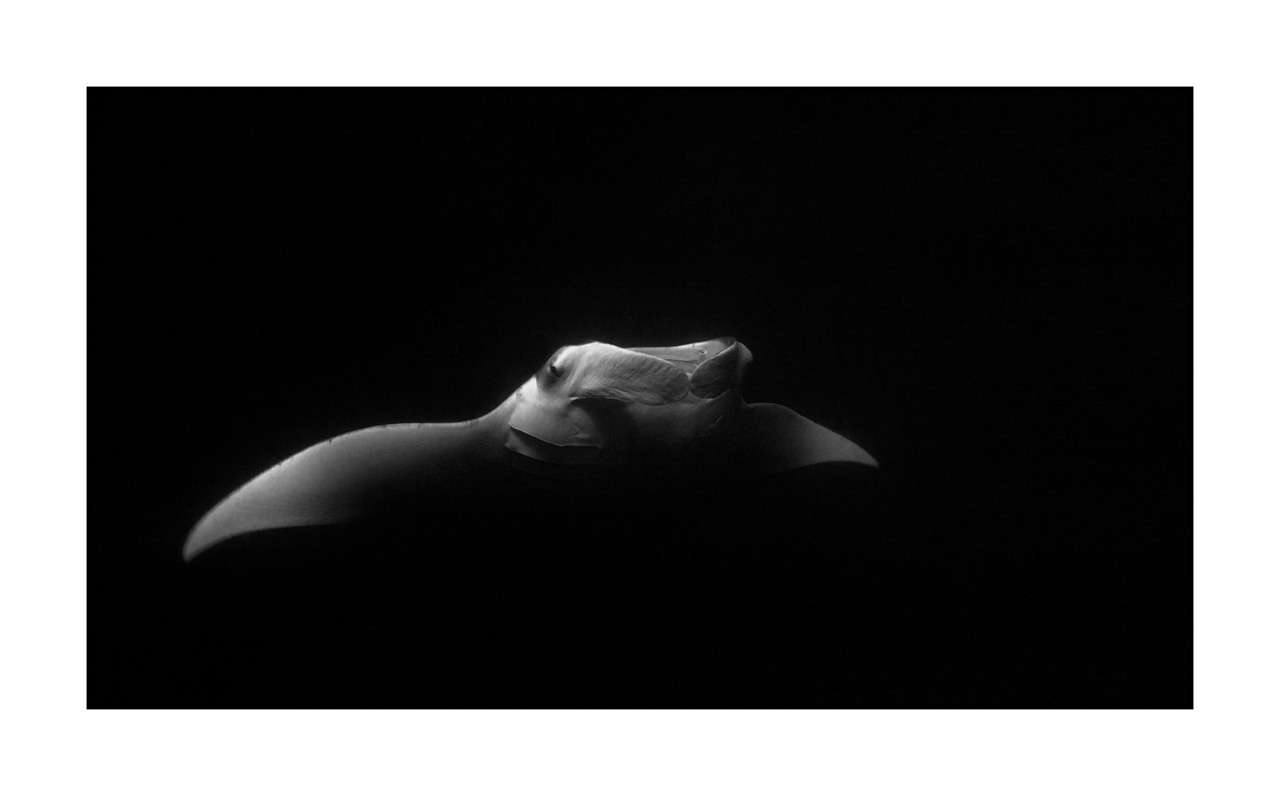 nuances-de-noirs-et-de-blancs/007-rencontres-abyssales/en/18-abyssal-encounters-in-black-and-white-130323MAL1311B