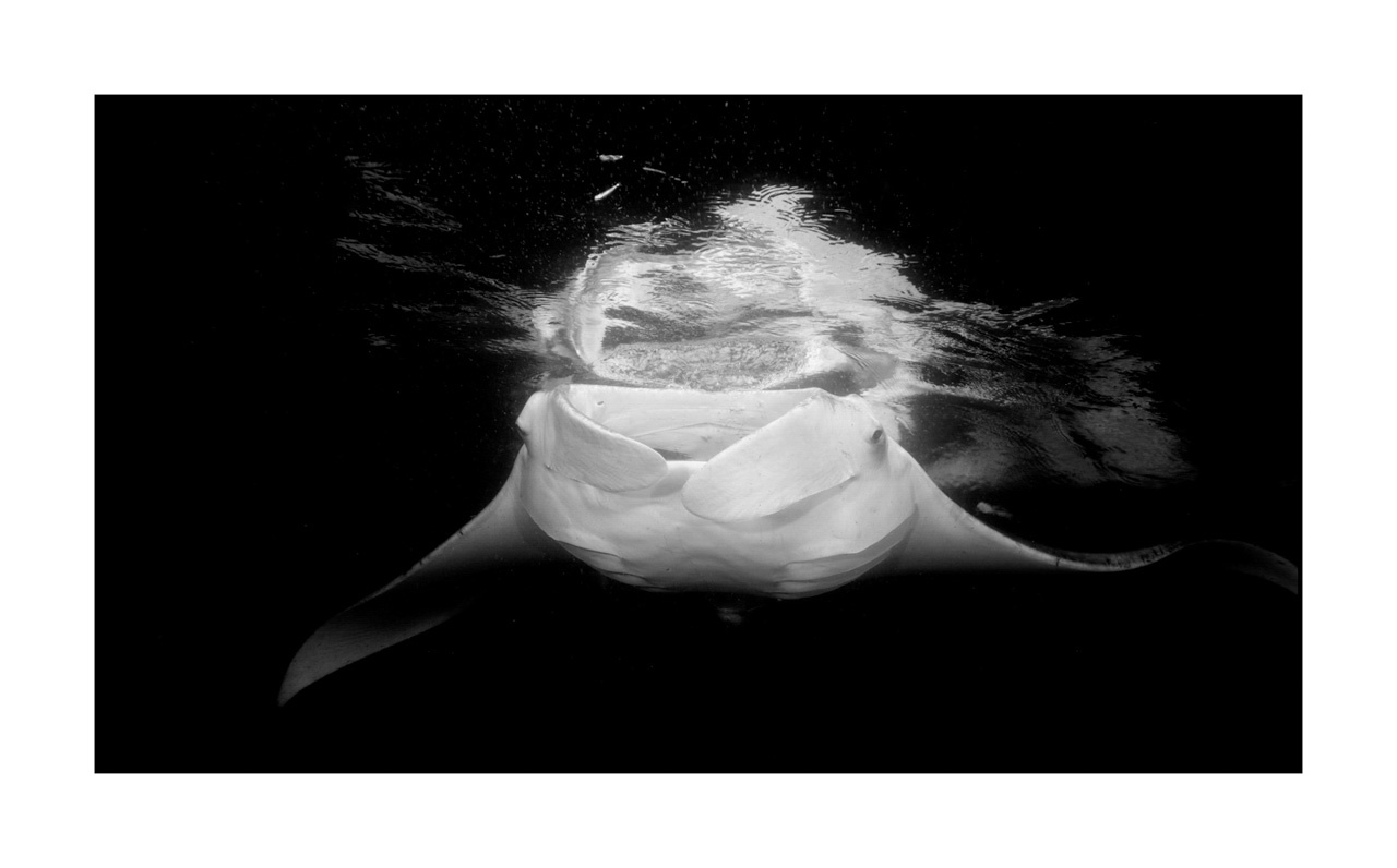 nuances-de-noirs-et-de-blancs/007-rencontres-abyssales/en/19-abyssal-encounters-in-black-and-white-140427MAL0485B