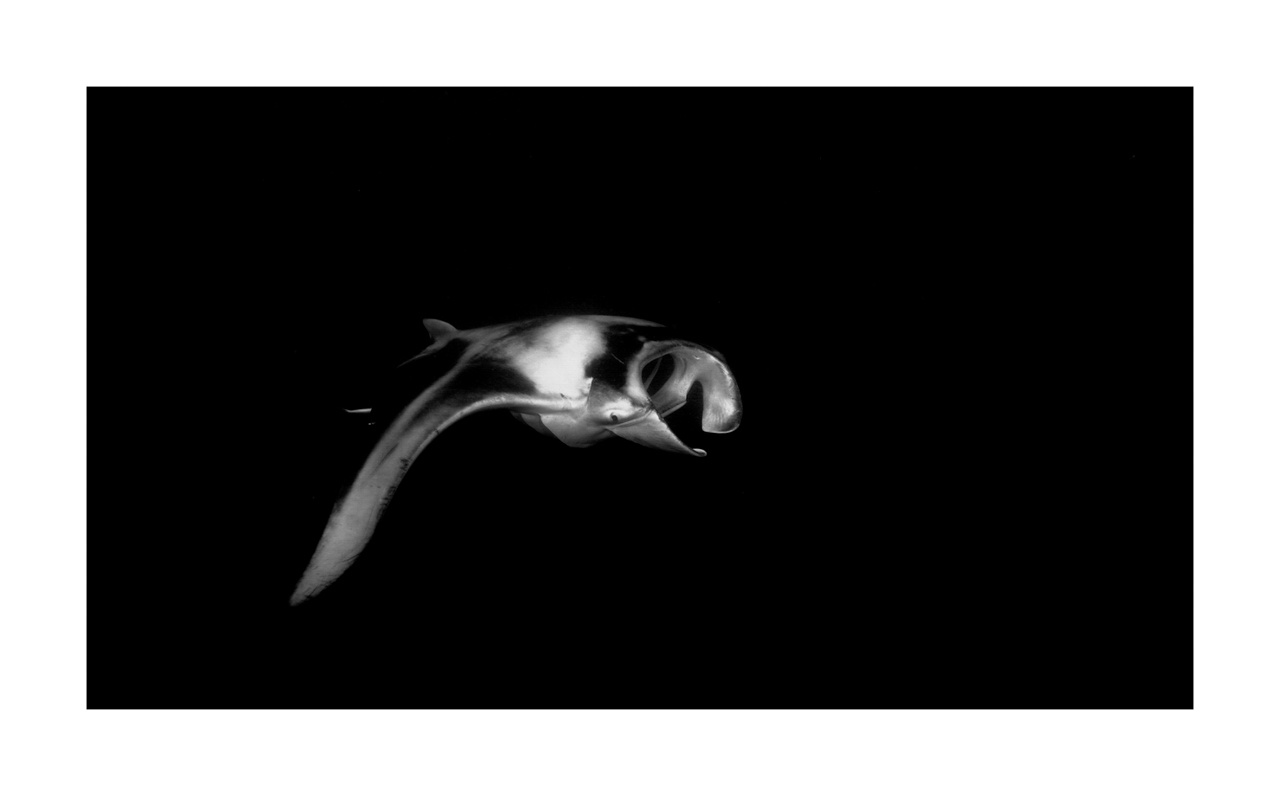 nuances-de-noirs-et-de-blancs/007-rencontres-abyssales/en/20-abyssal-encounters-in-black-and-white-140427MAL0498B