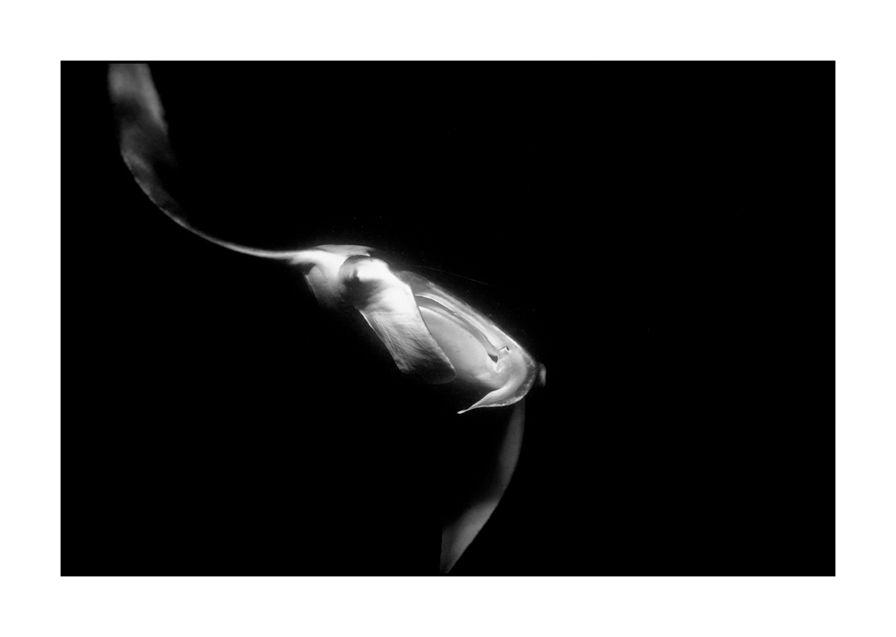 nuances-de-noirs-et-de-blancs/007-rencontres-abyssales/fr/16-rencontres-abyssales-en-noir-et-blanc-130323MAL1258B