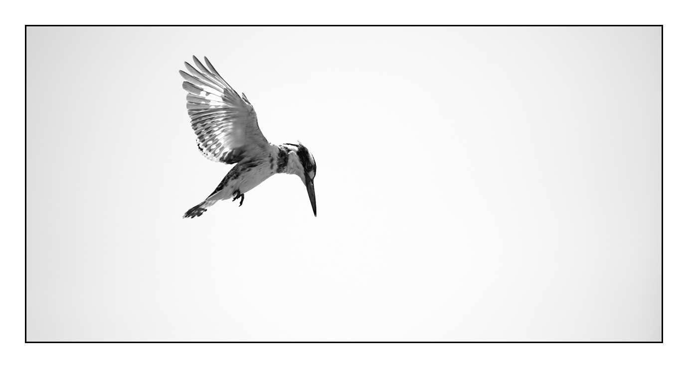 nuances-de-noirs-et-de-blancs/008-libres/en/06-170204ETHWIL2195B