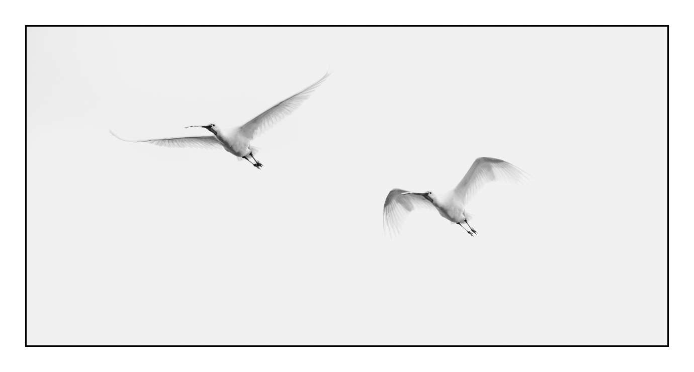 nuances-de-noirs-et-de-blancs/008-libres/en/14-170604DOMWLD3091B