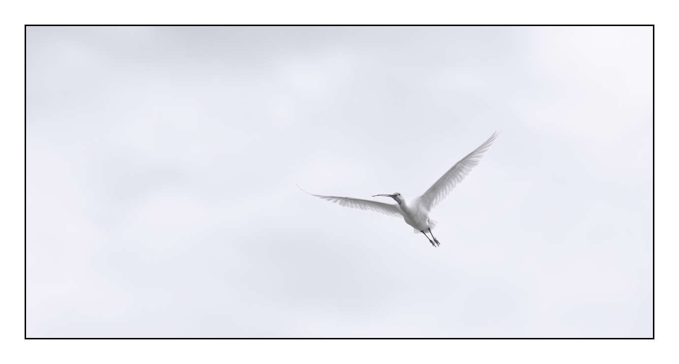 nuances-de-noirs-et-de-blancs/008-libres/en/19-170604DOMWLD3089B