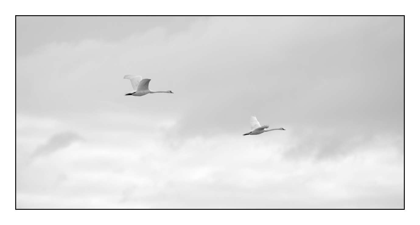 nuances-de-noirs-et-de-blancs/008-libres/en/20-170604DOMWLD0845B