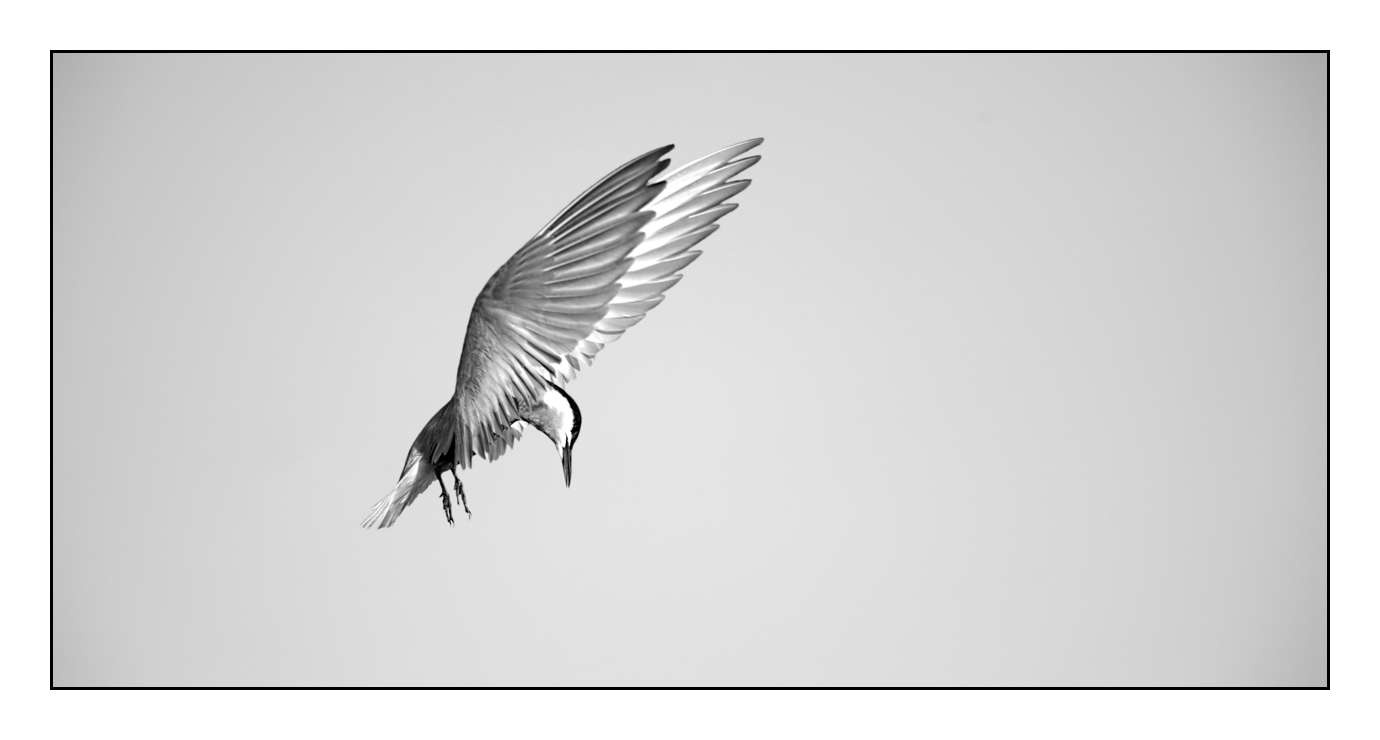 nuances-de-noirs-et-de-blancs/008-libres/fr/01-170519DANWLD0899B
