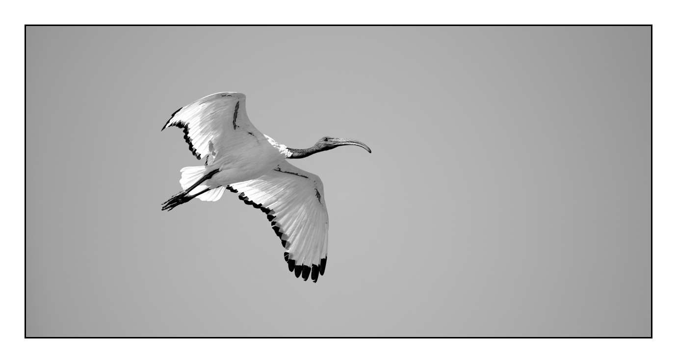 nuances-de-noirs-et-de-blancs/008-libres/fr/08-170204ETHWIL1625B